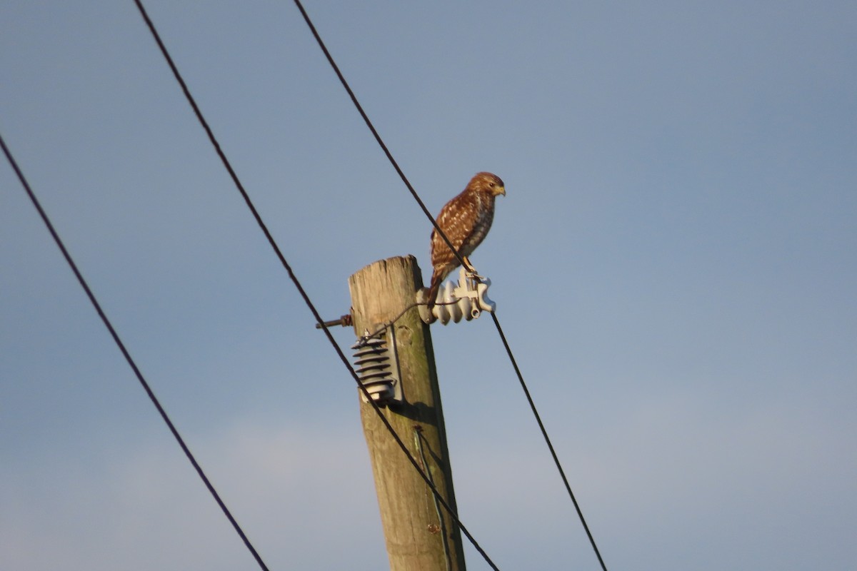 カタアカノスリ - ML646818653