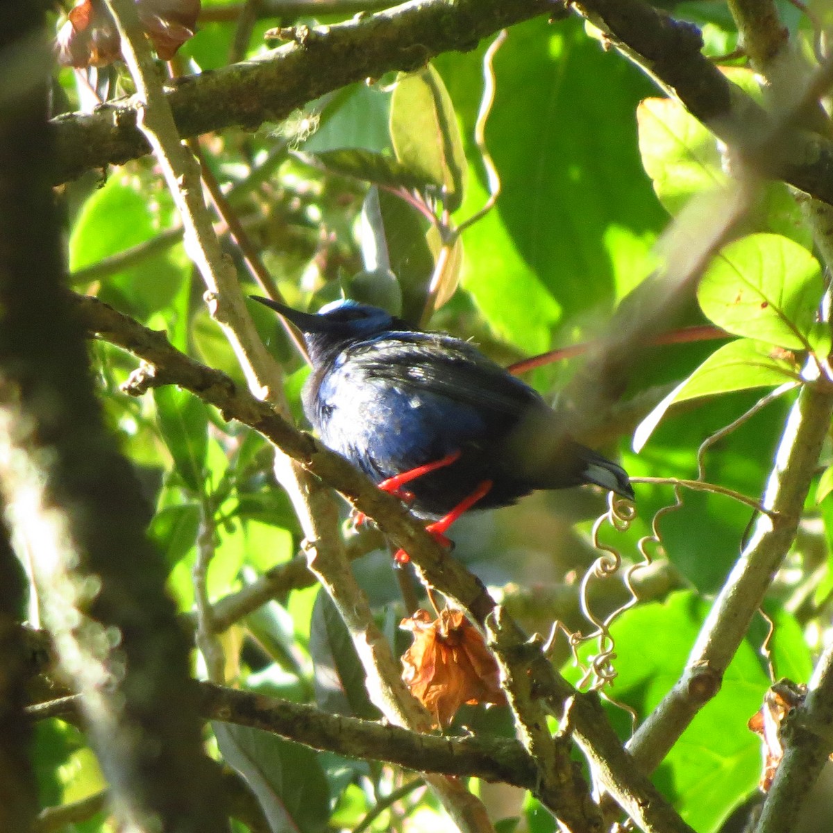 rødbeinhonningkryper - ML646818654