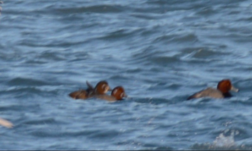 アメリカビロードキンクロ - ML646818658