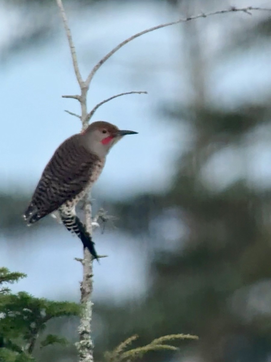 datel zlatý (ssp. luteus x cafer) - ML646818659