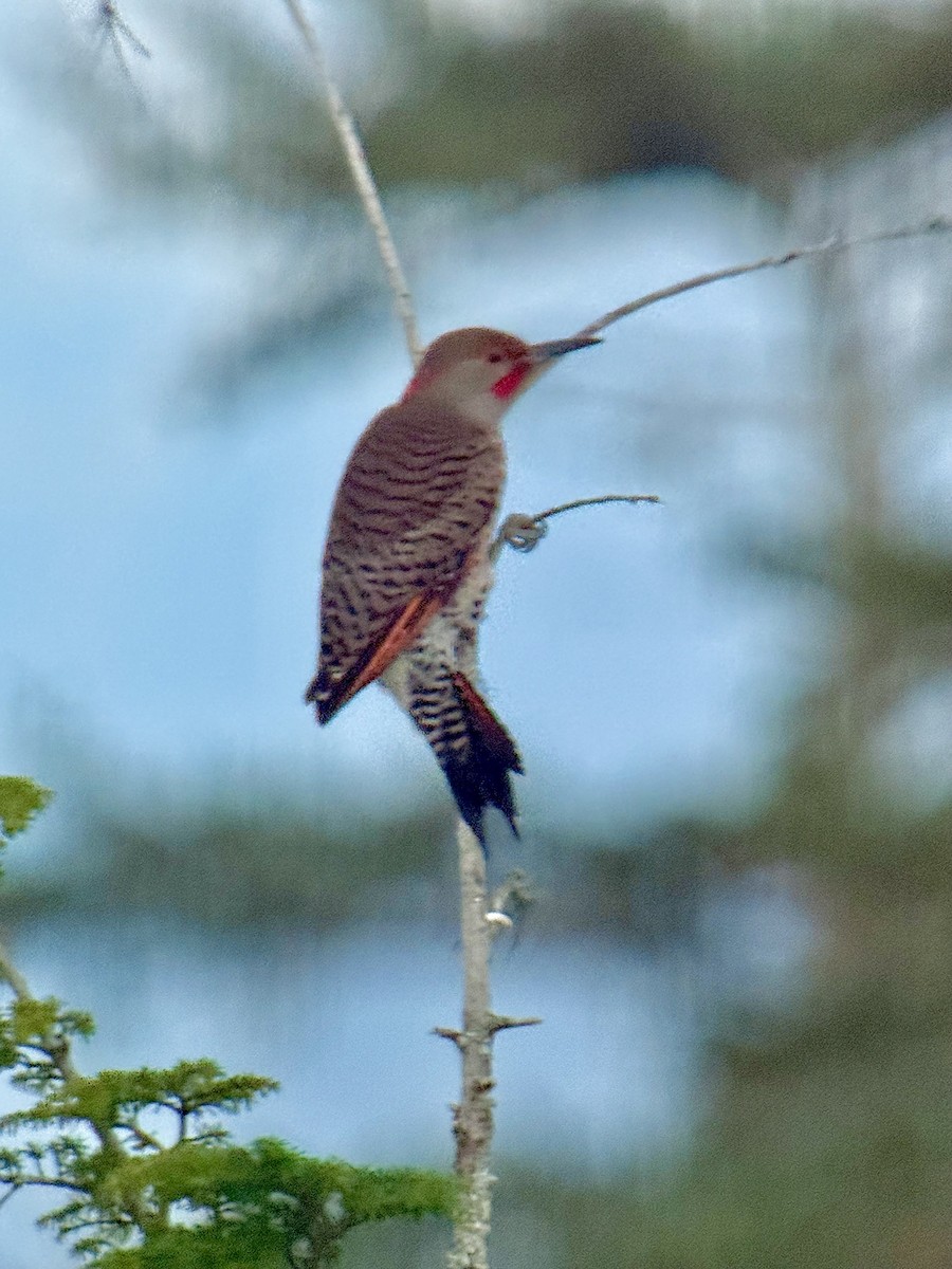datel zlatý (ssp. luteus x cafer) - ML646818660