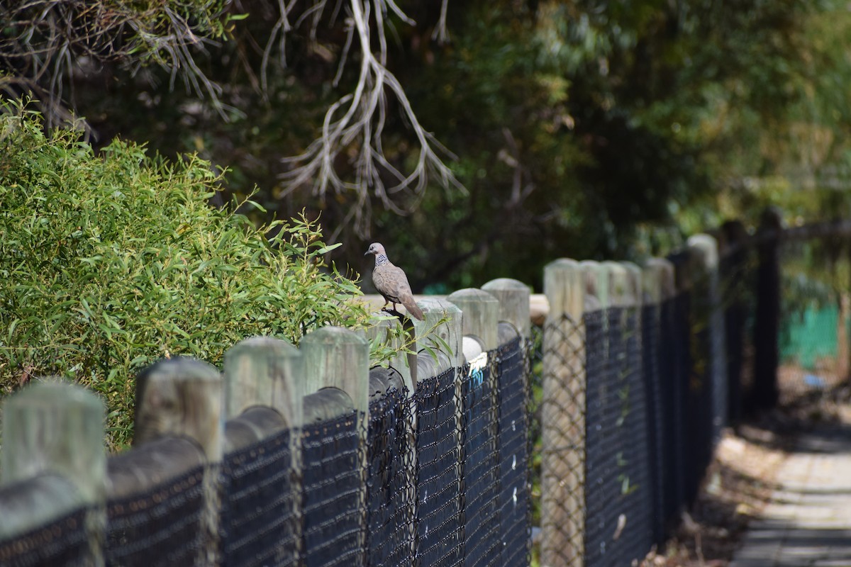 カノコバト - ML646818661