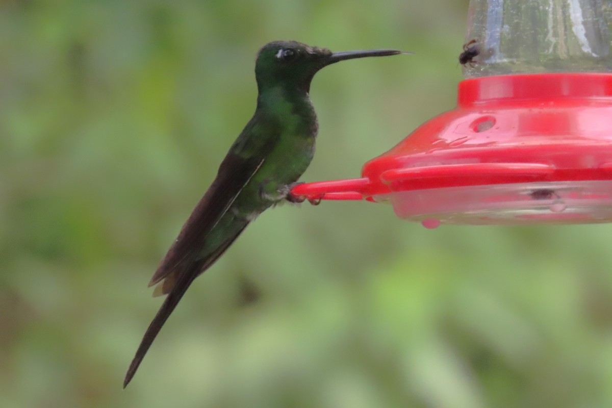 Empress Brilliant - ML646818664