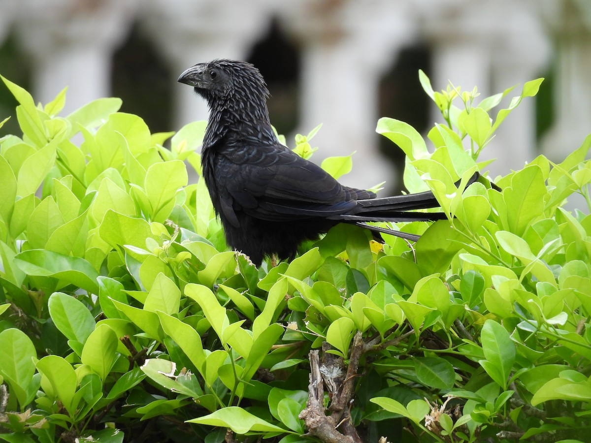 Oluk Gagalı Ani - ML646818666