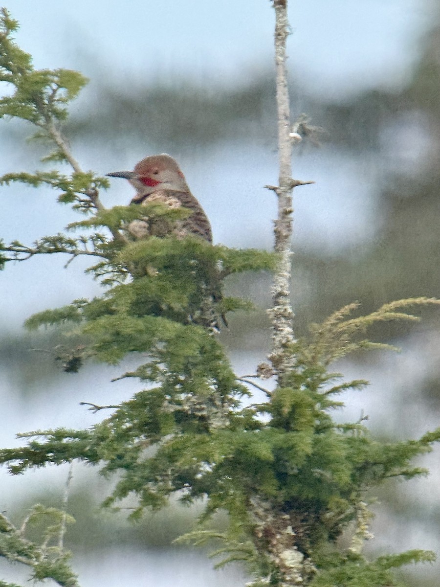 datel zlatý (ssp. luteus x cafer) - ML646818667