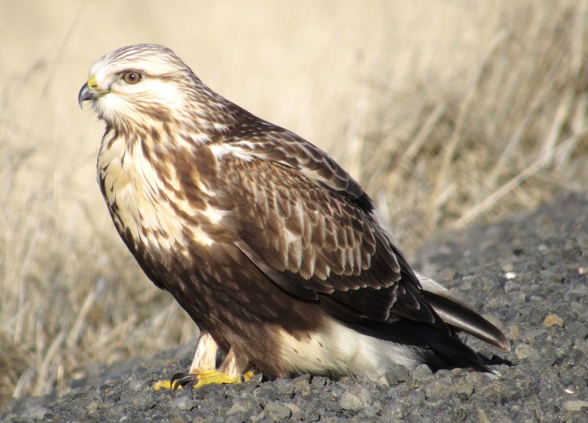 Rough-legged Hawk - ML646818668