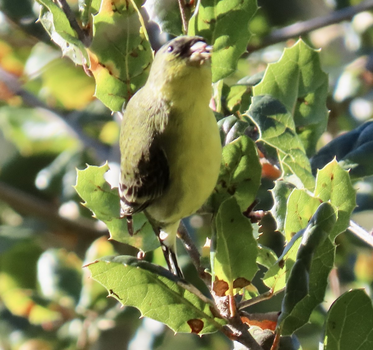 ヒメキンヒワ - ML646818669