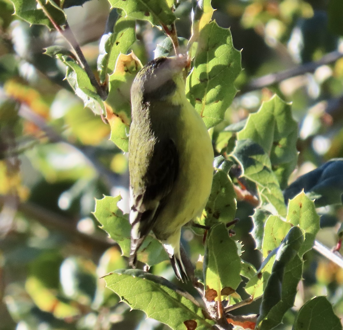 ヒメキンヒワ - ML646818670