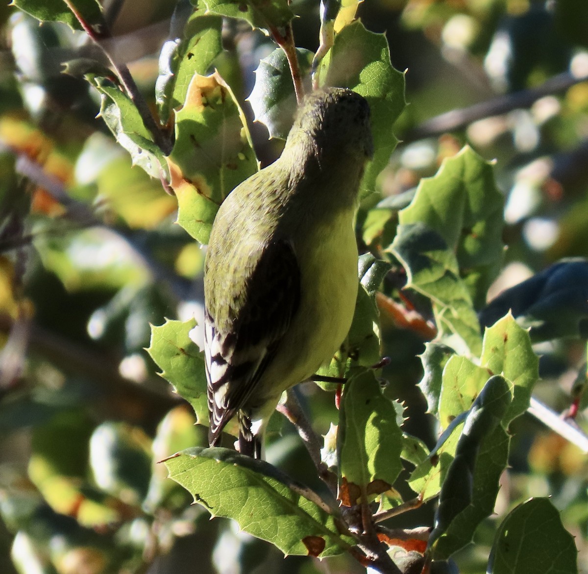 ヒメキンヒワ - ML646818671