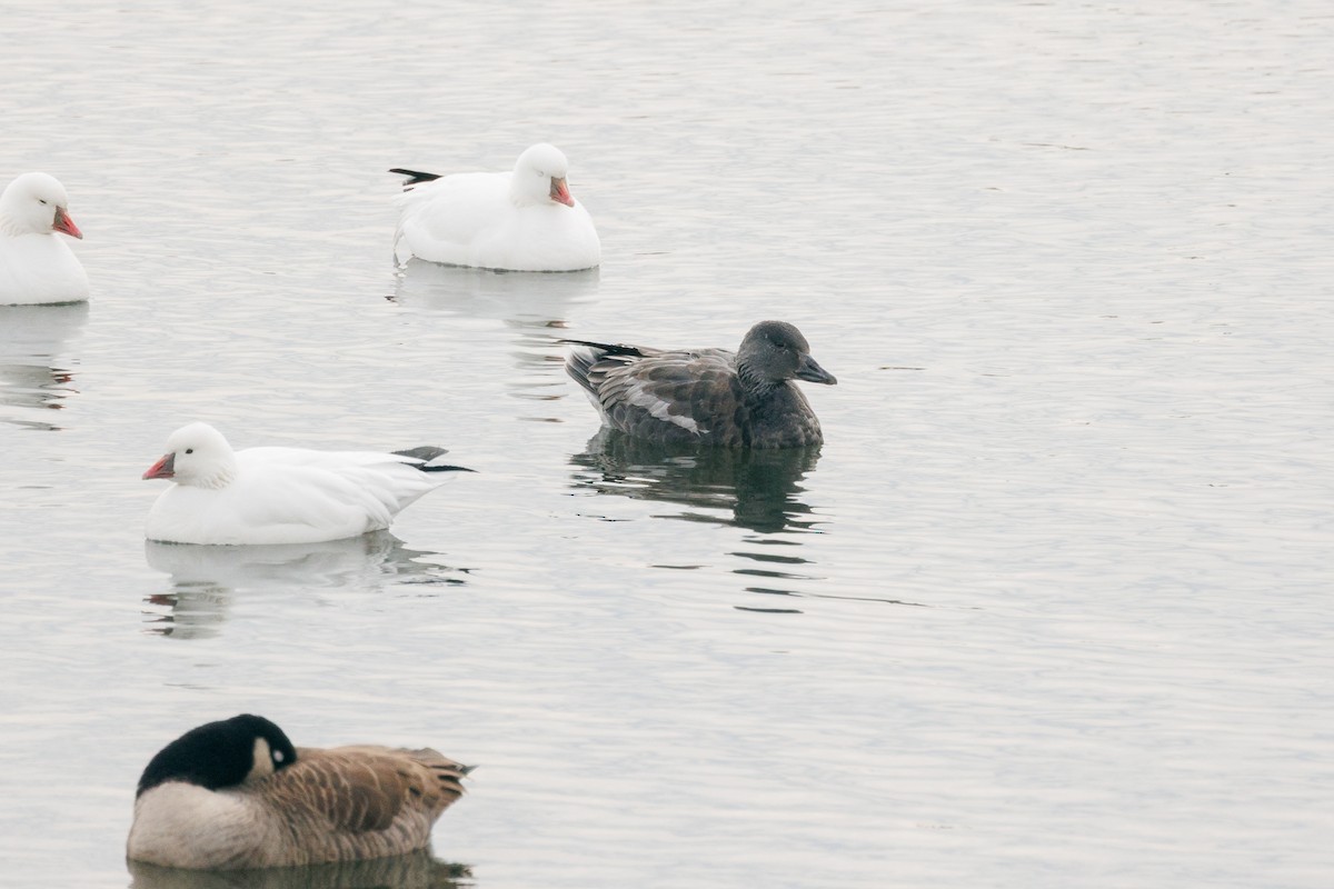 Snow Goose - ML646818677