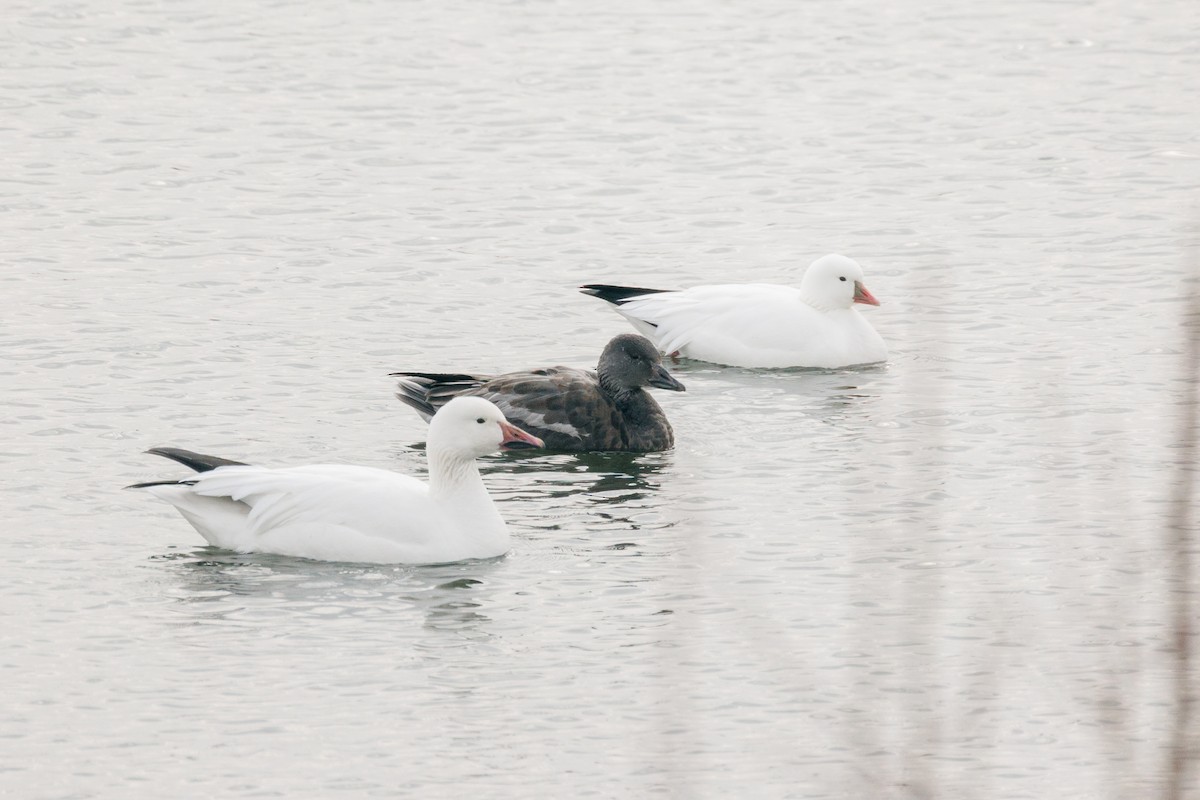 Snow Goose - ML646818678