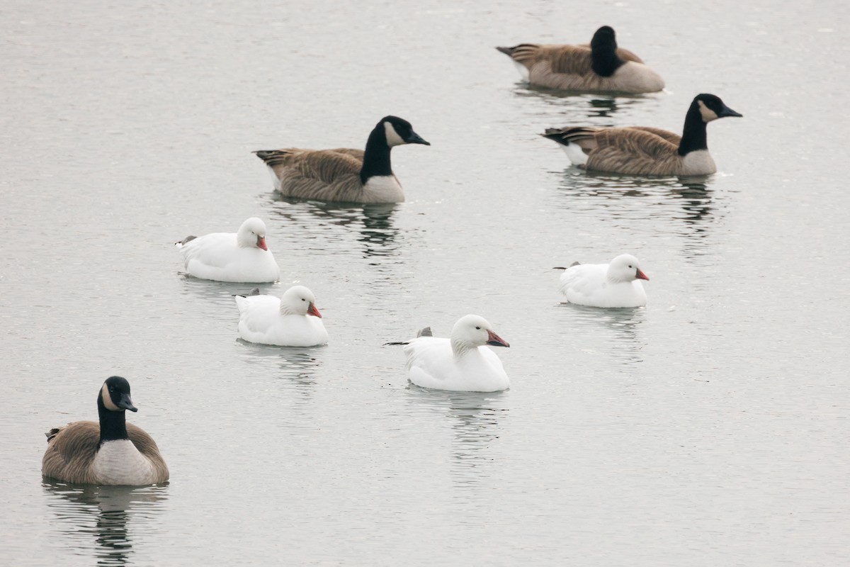 Snow Goose - ML646818679