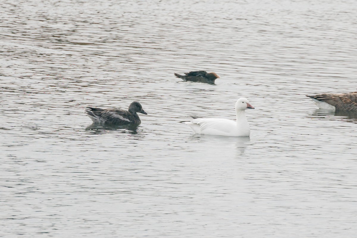 Snow Goose - ML646818680