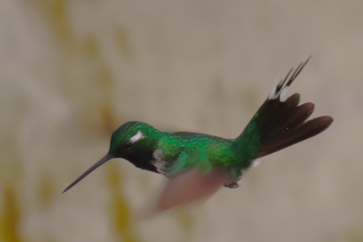 Purple-bibbed Whitetip - ML646818682