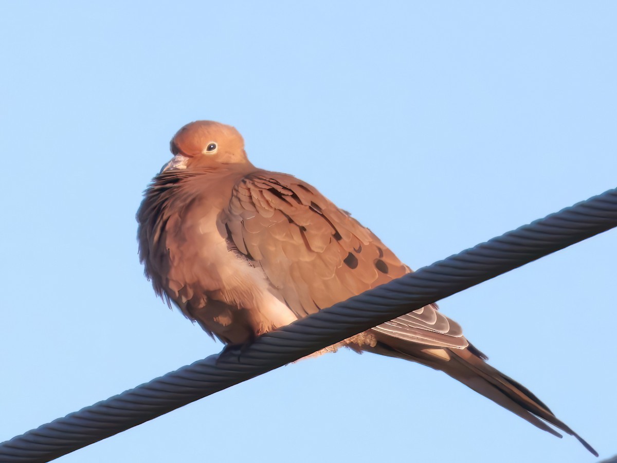 Mourning Dove - ML646818683