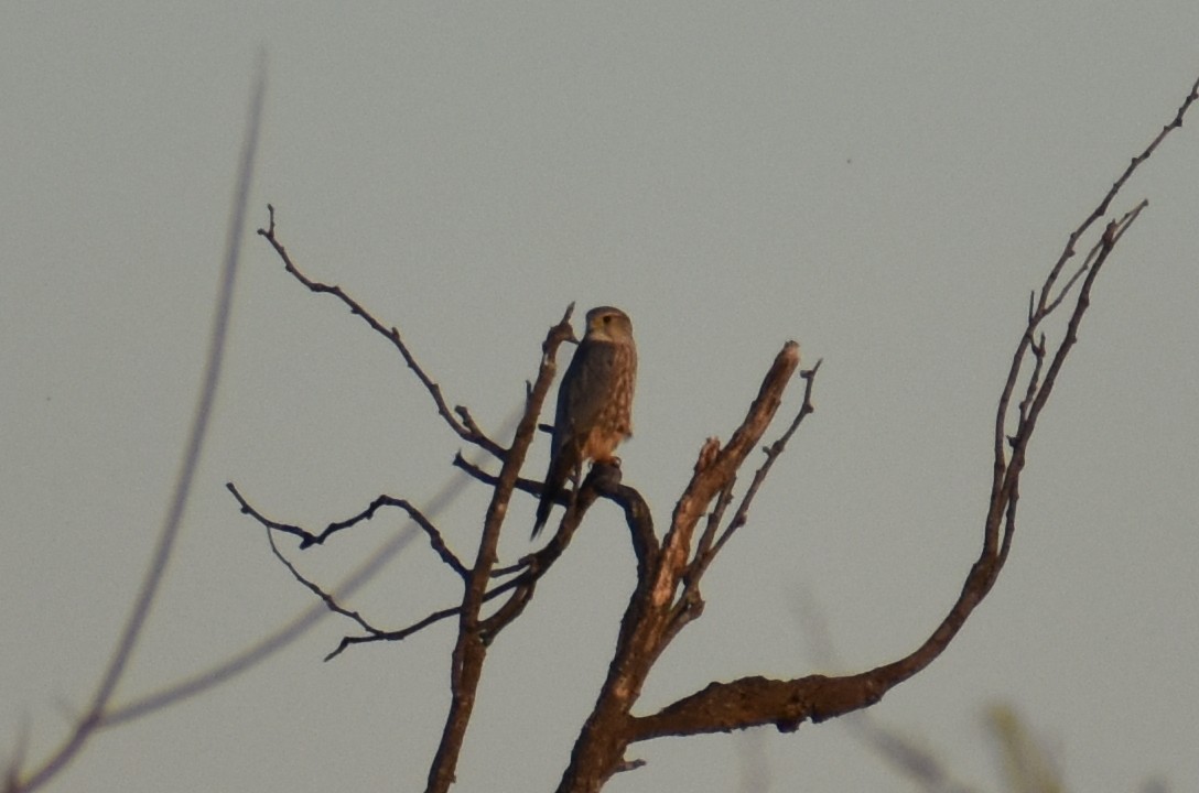 בז גמדי - ML646818685