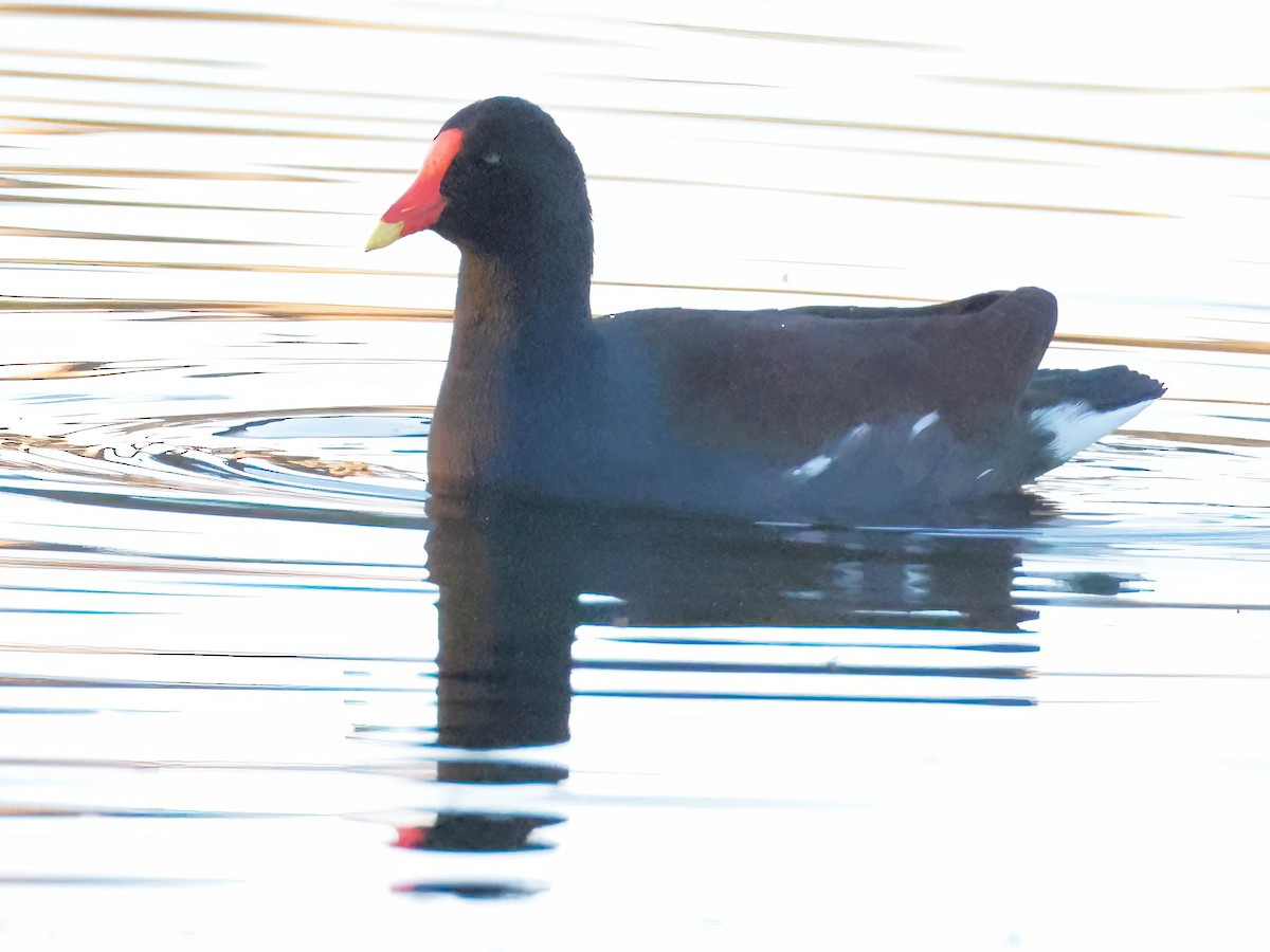 Amerika Sutavuğu - ML646818692