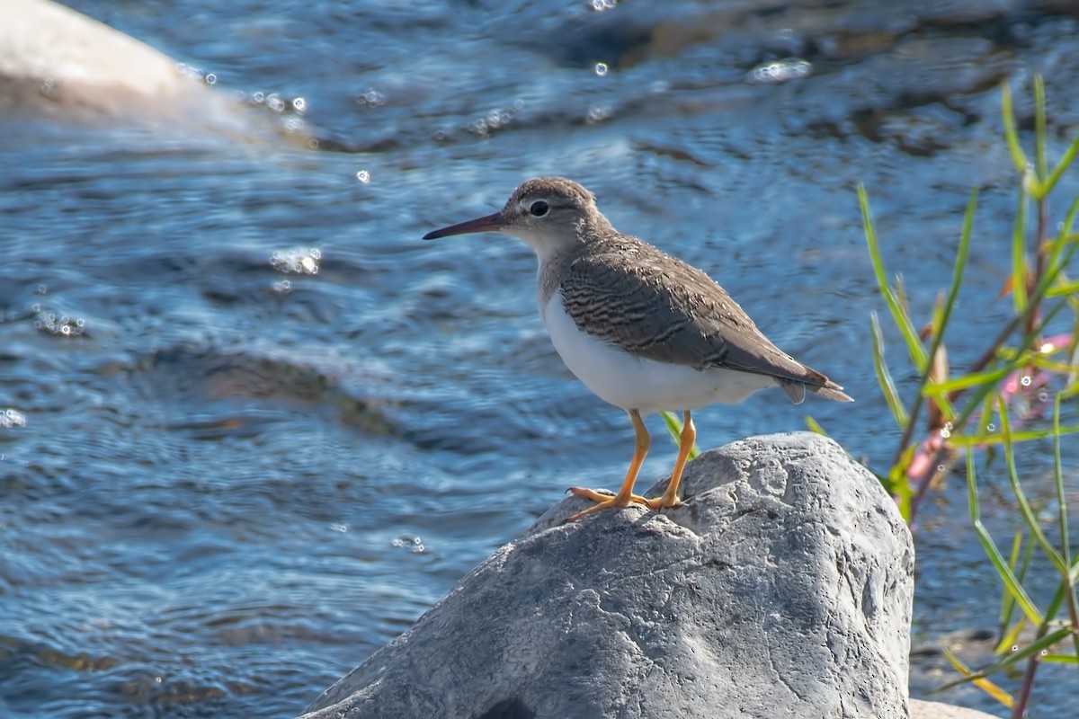 Spotted Sandpiper - ML646818693