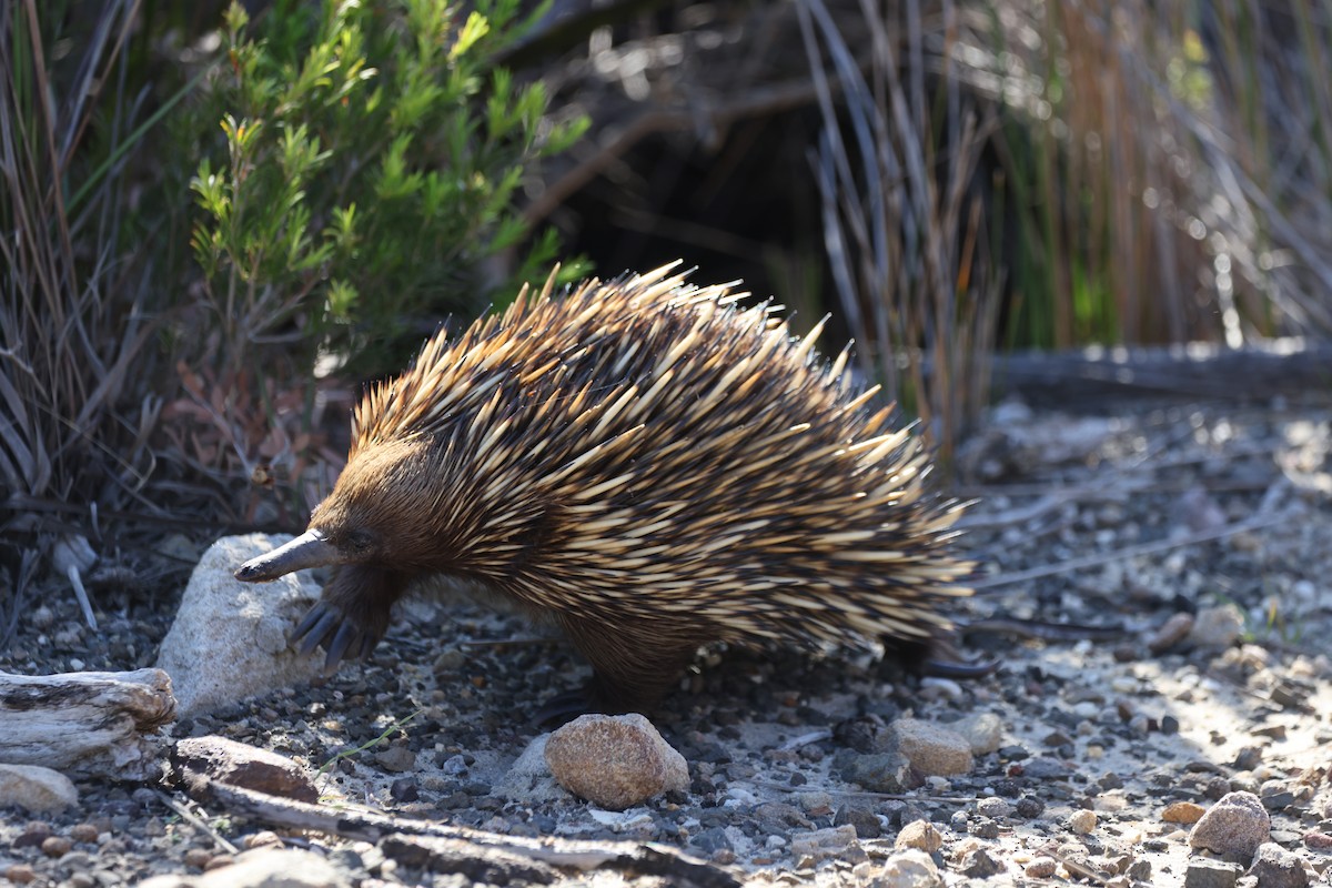 Австралийская ехидна - ML646818694