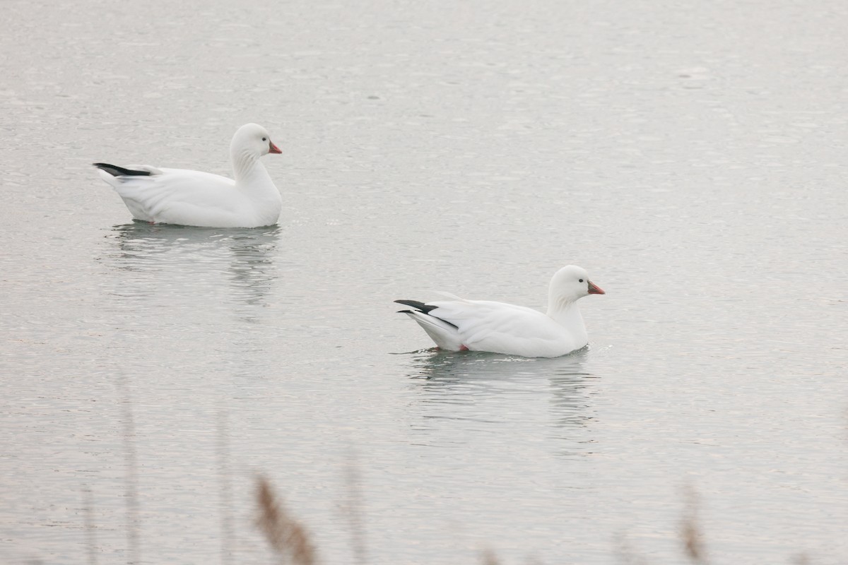Ross's Goose - ML646818695