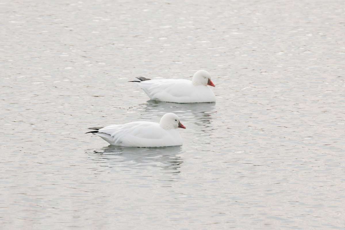Ross's Goose - ML646818696