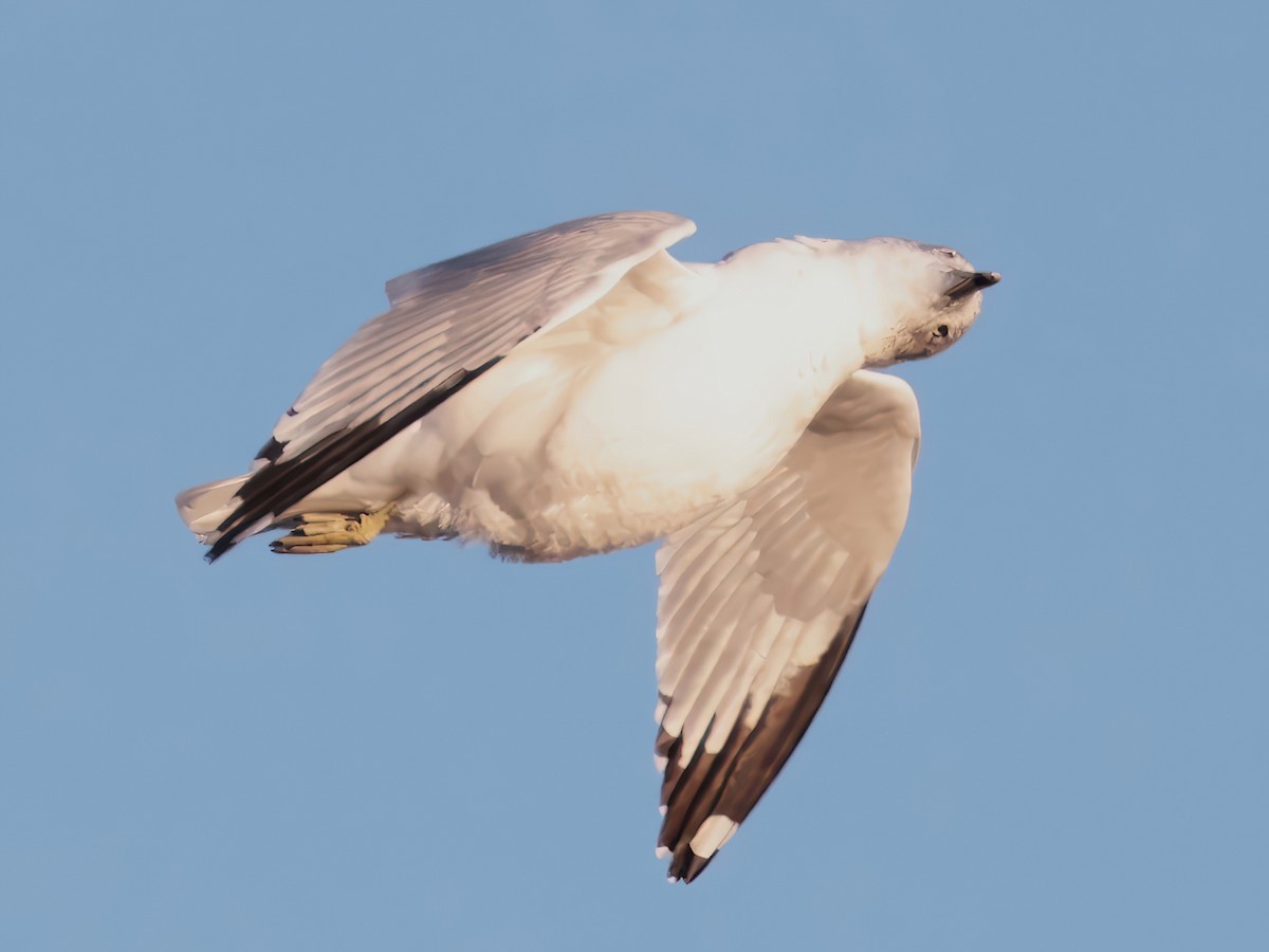 Halkalı Martı - ML646818698