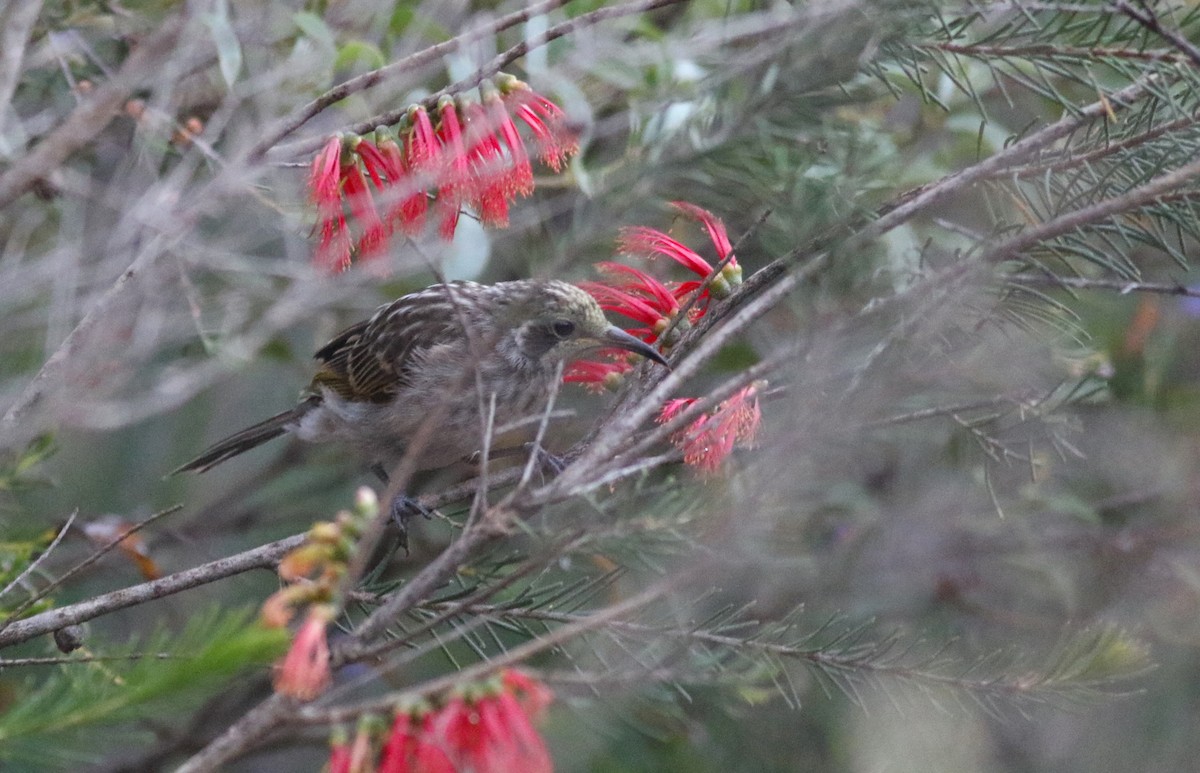 Tawny-crowned Honeyeater - ML646818707