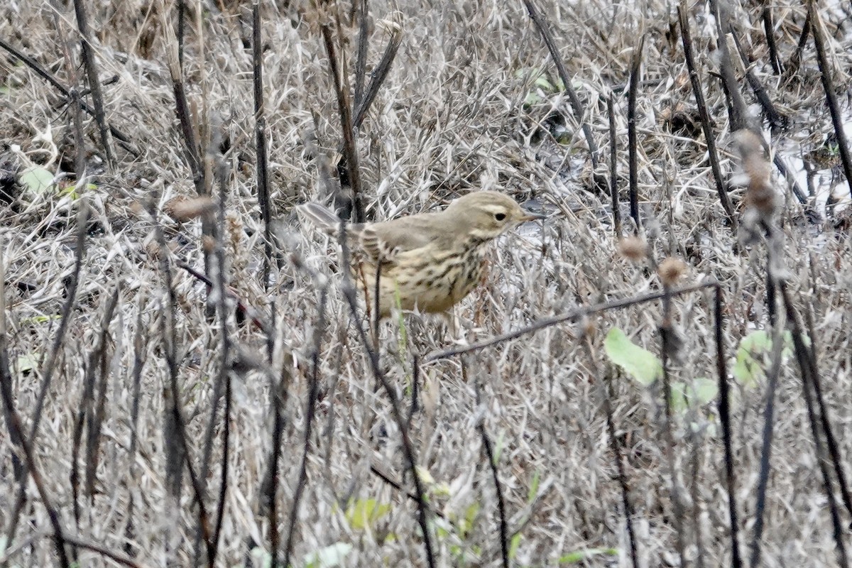 American Pipit - ML646818708