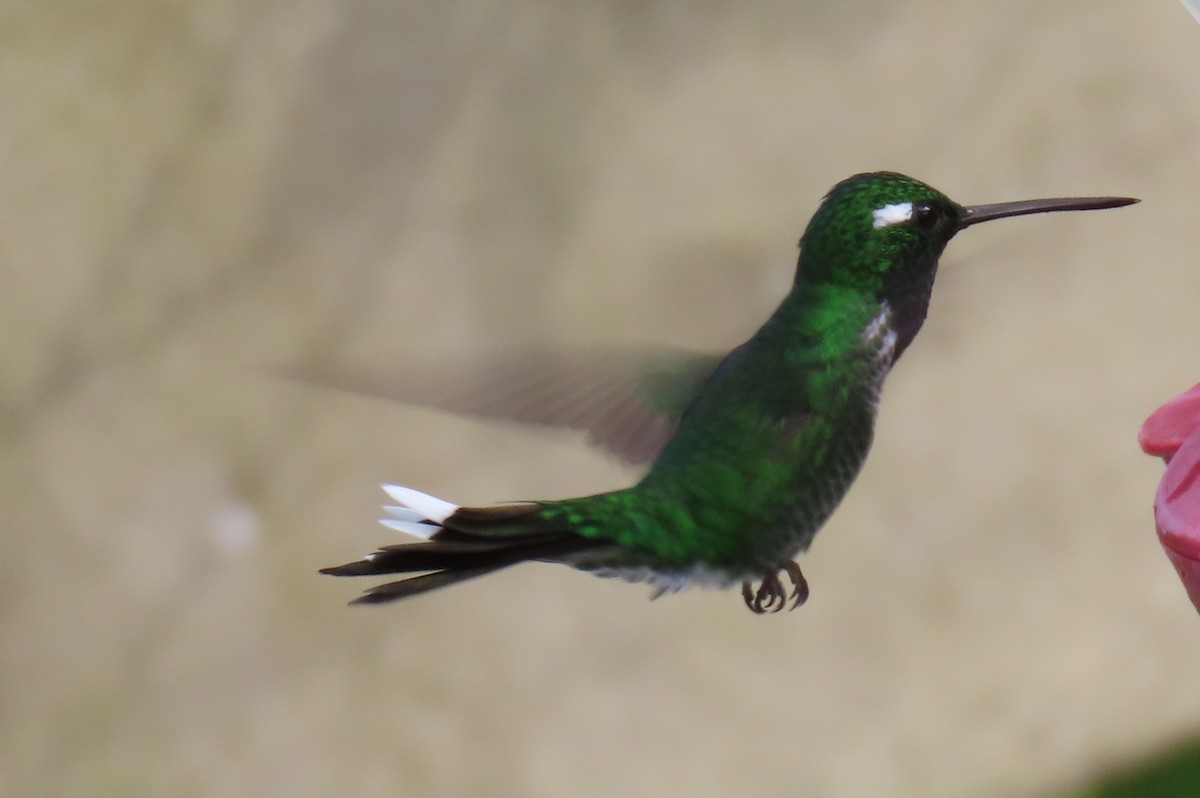 Purple-bibbed Whitetip - ML646818709