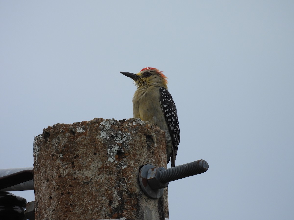 rødkronespett - ML646818711