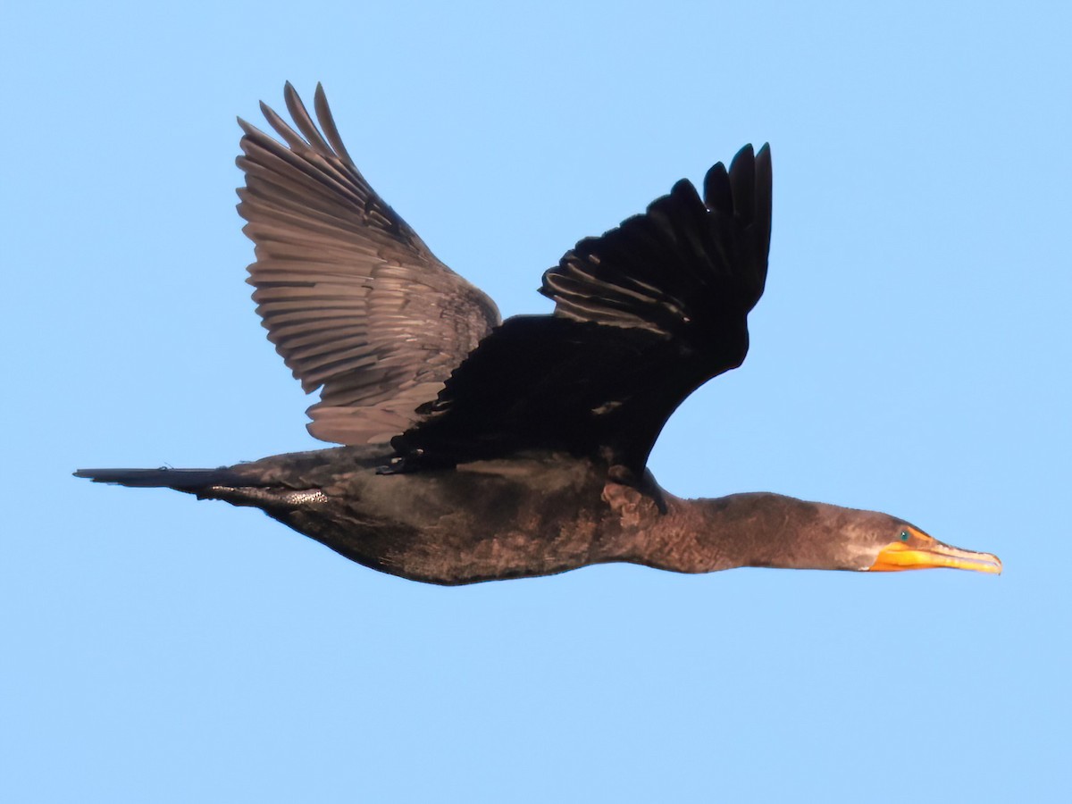 Cormorán Orejudo - ML646818712