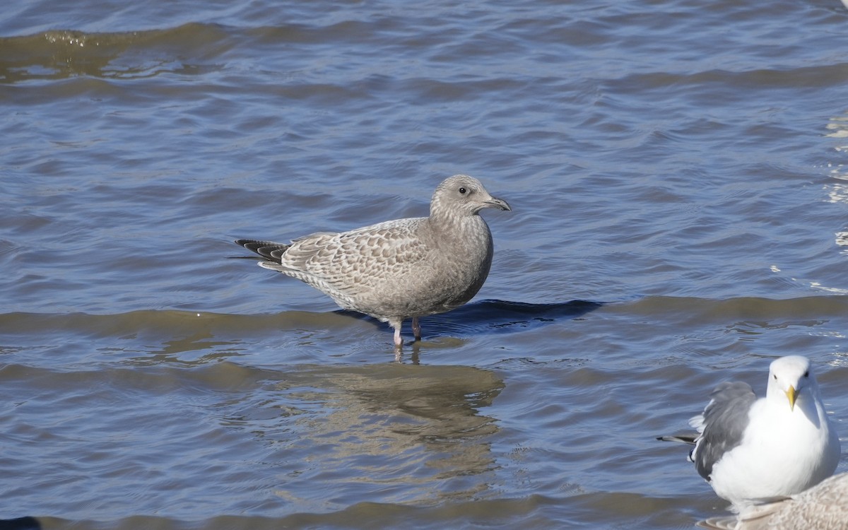 Kaio hegalzuria (thayeri) - ML646818713