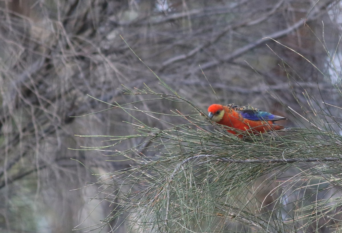 Western Rosella - ML646818715