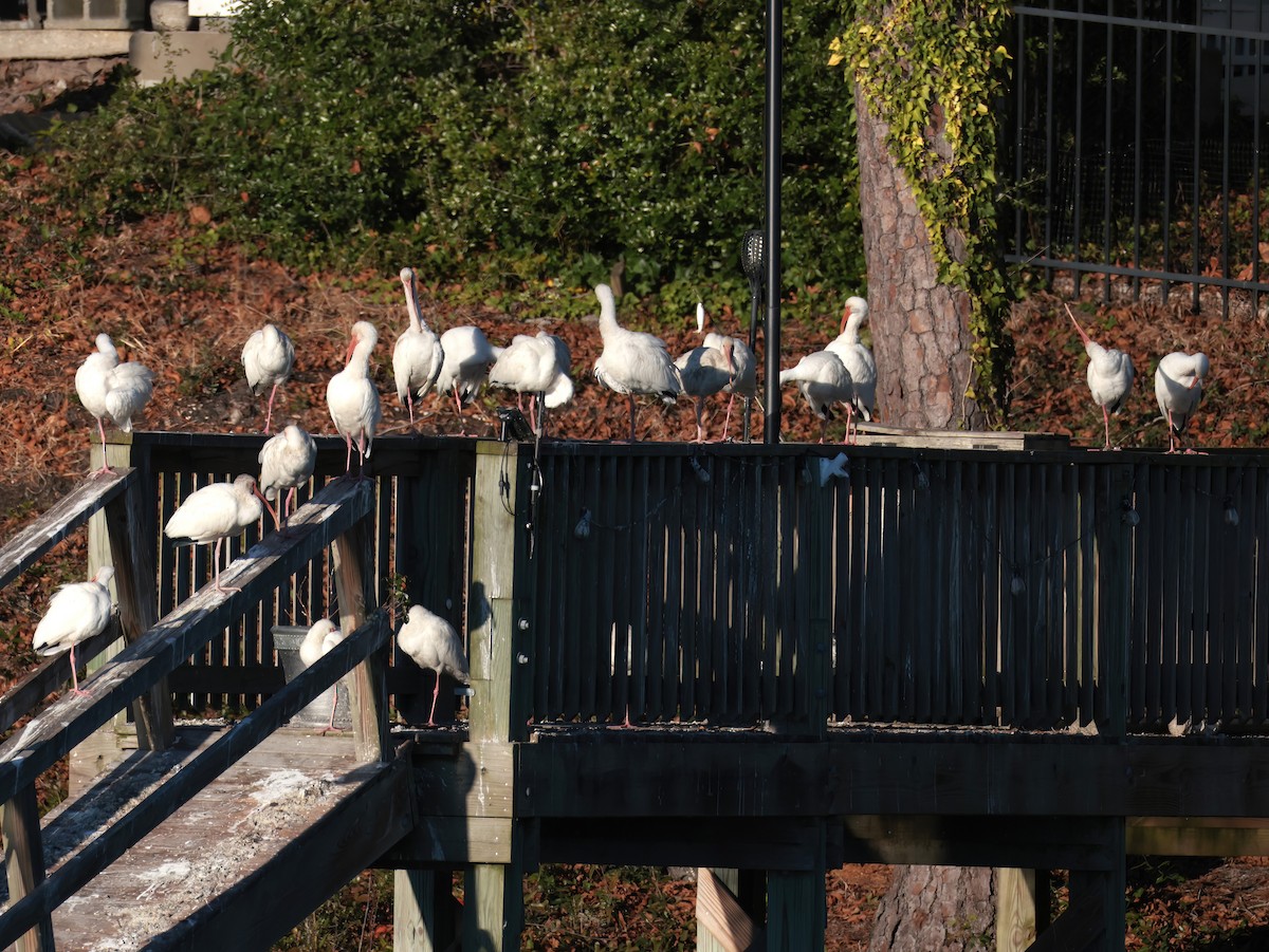 Ak Aynak - ML646818716