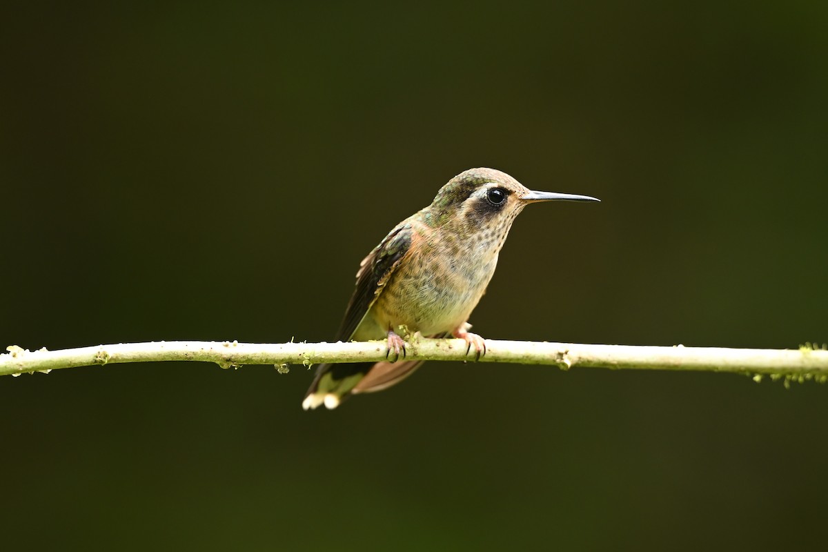 Schwarzohrkolibri - ML646818717