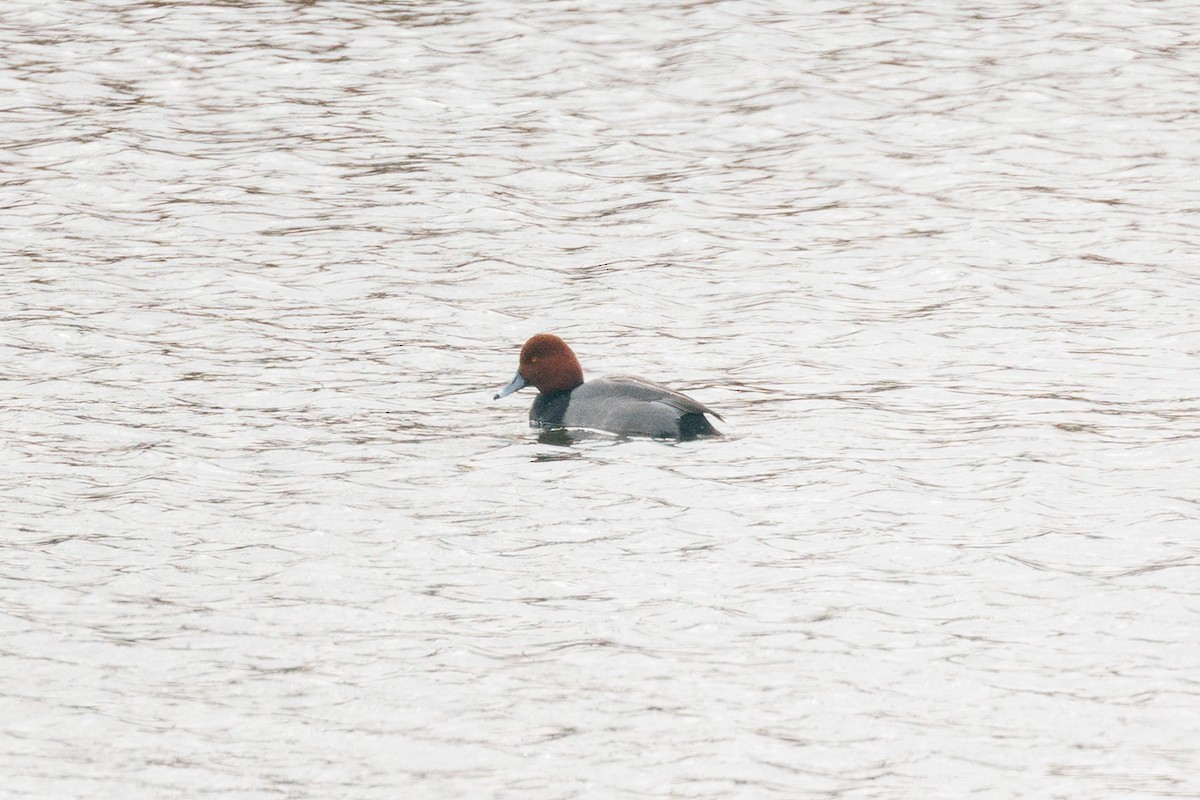 Redhead - ML646818718