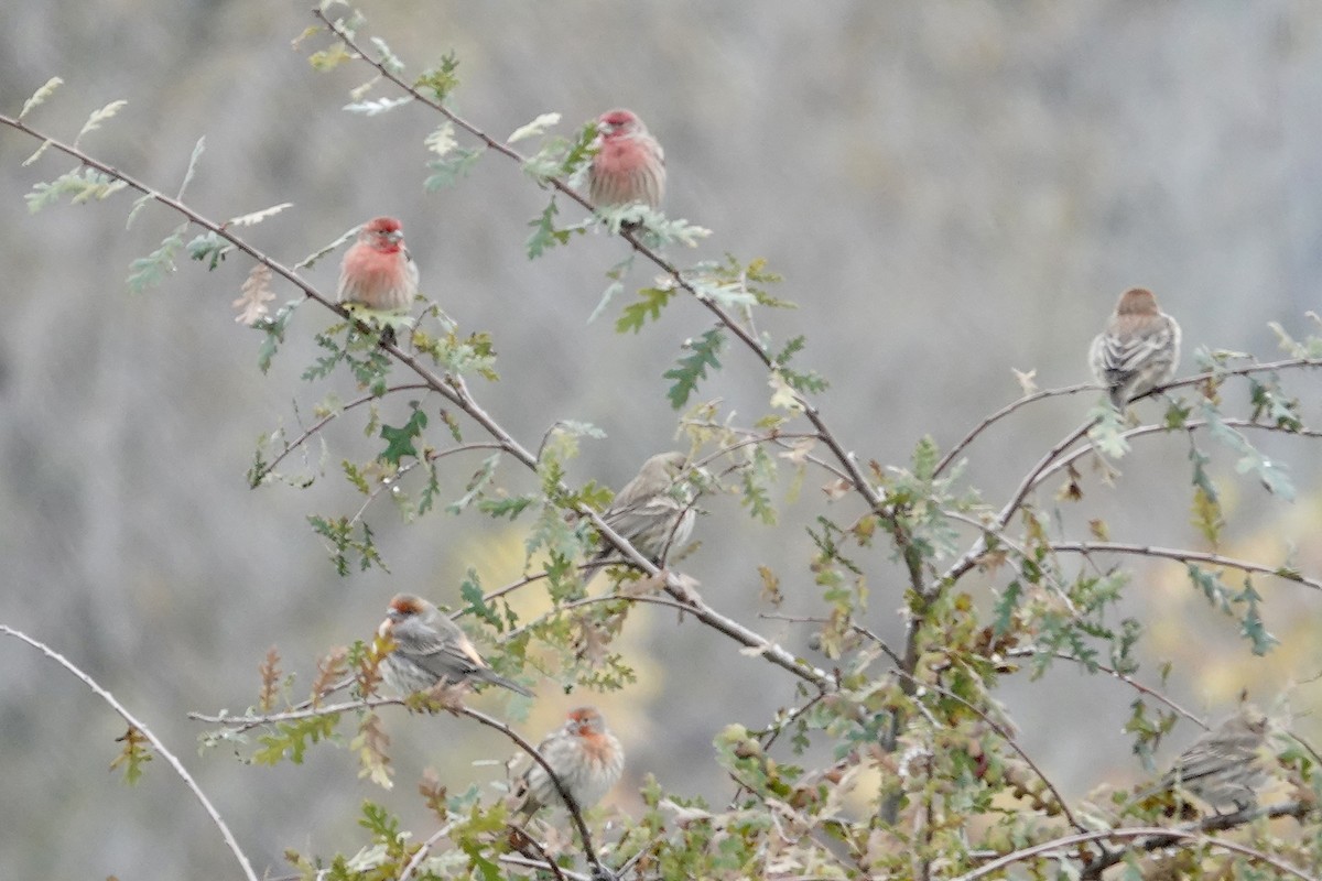 House Finch - ML646818719
