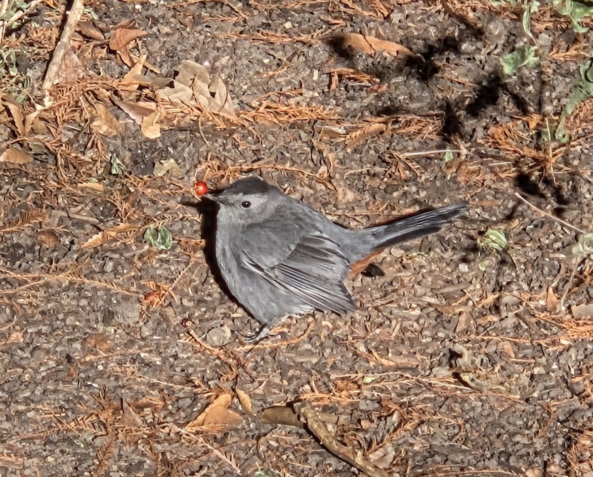 drozdec černohlavý - ML646818720