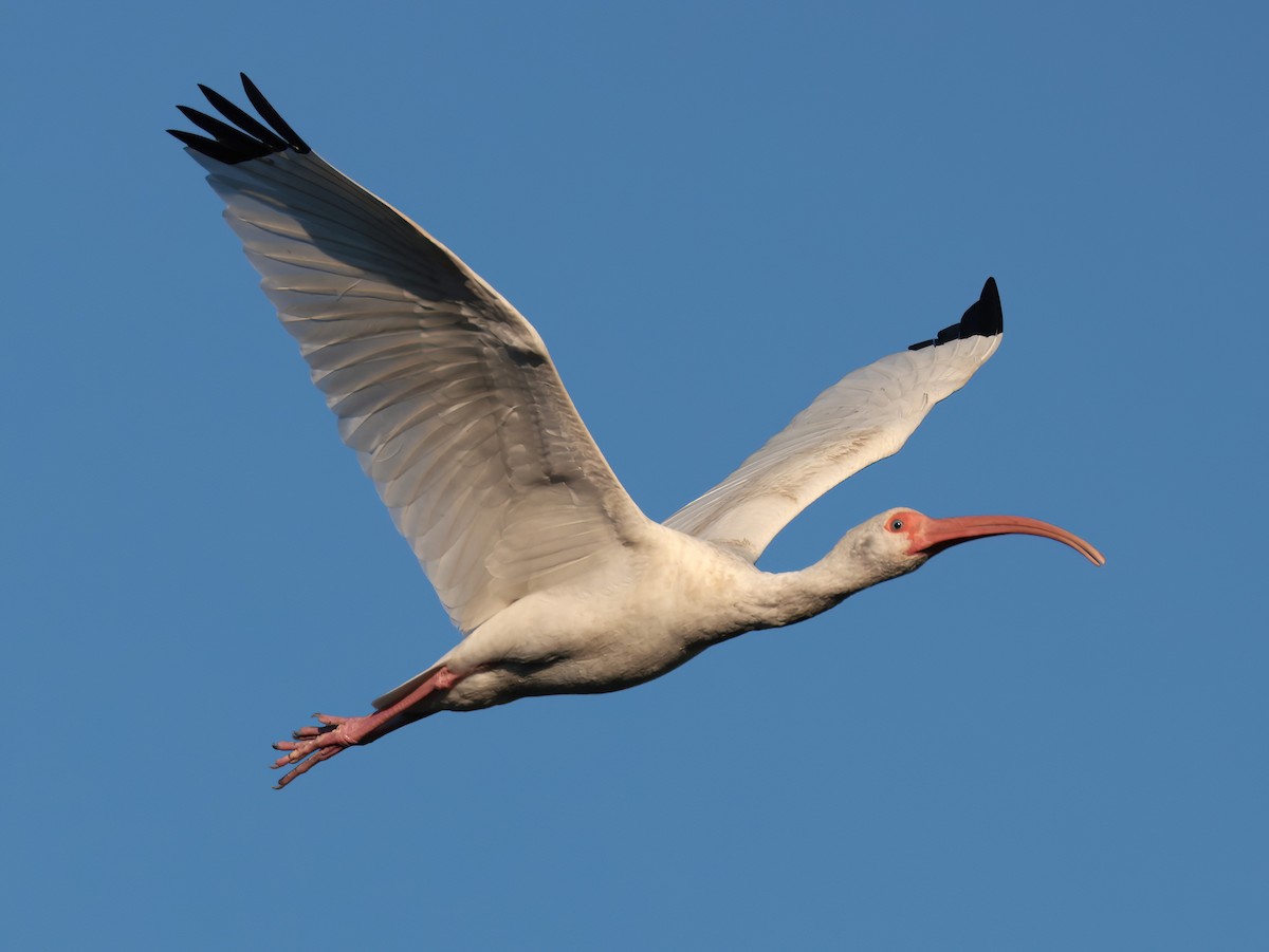 Ak Aynak - ML646818721