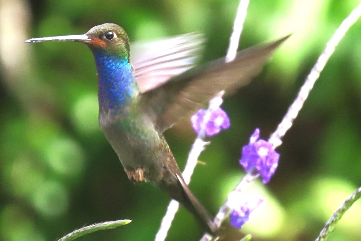 Rufous-gaped Hillstar - ML646818723