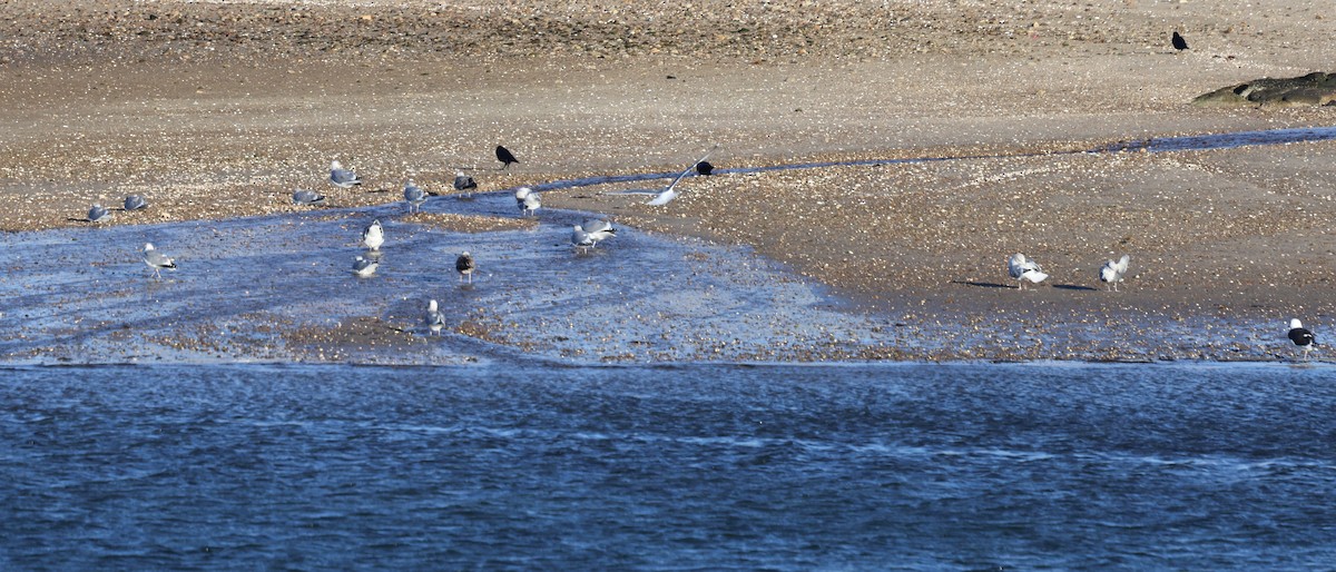 Great Black-backed Gull - ML646818728