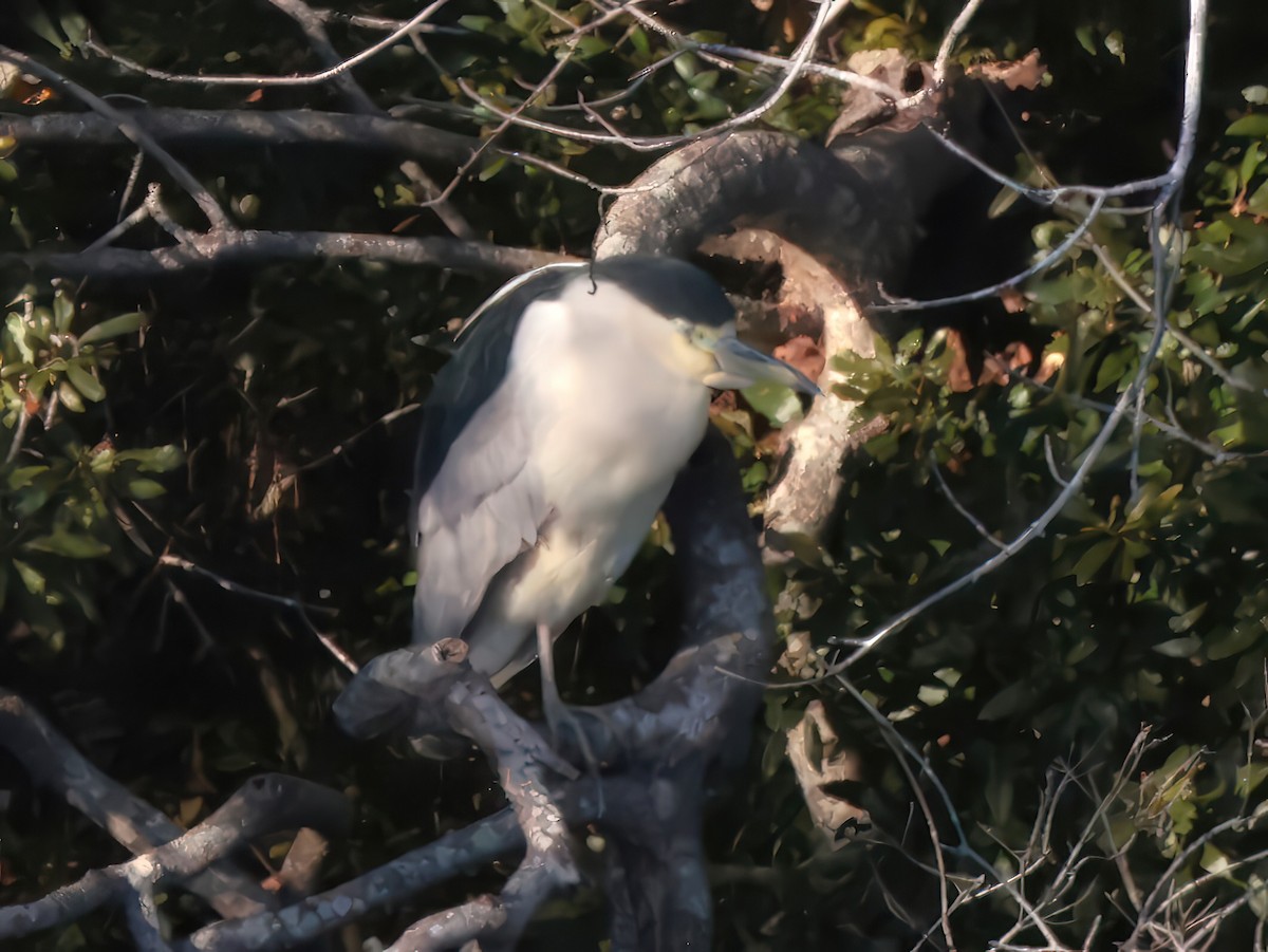 Gece Balıkçılı - ML646818729