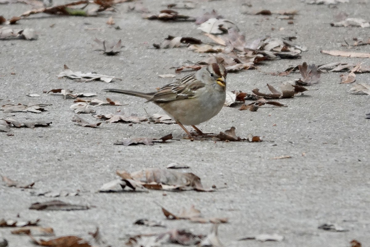 White-crowned Sparrow - ML646818732