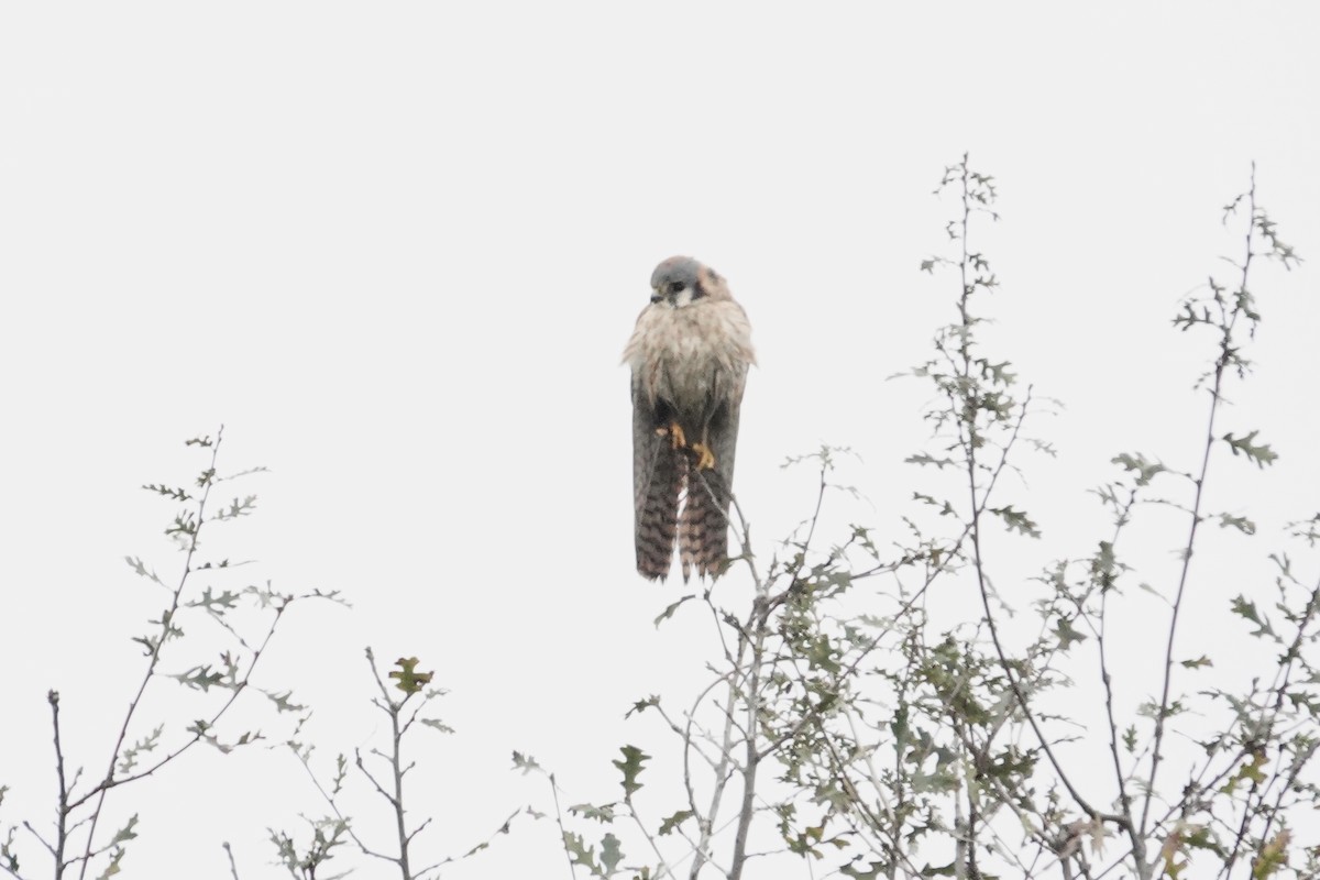 American Kestrel - ML646818735
