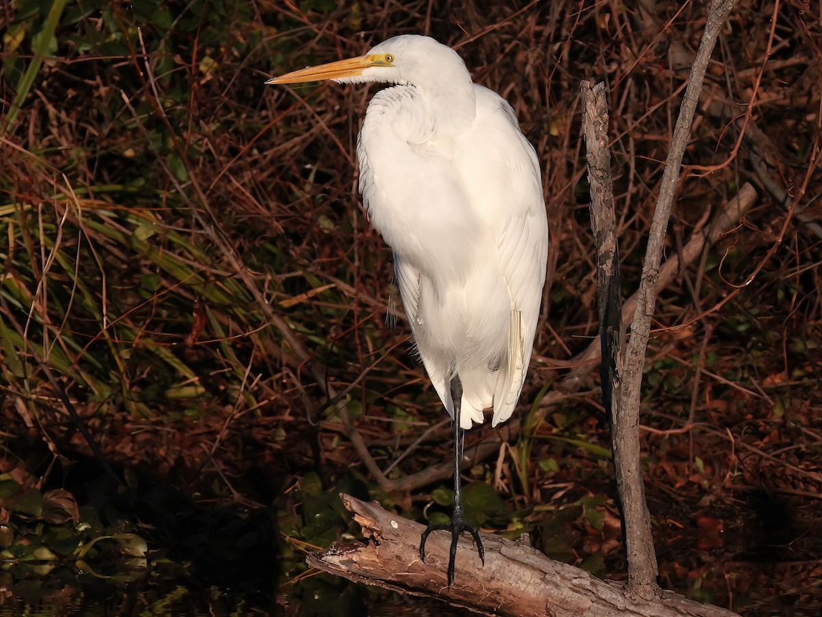 Büyük Ak Balıkçıl - ML646818736