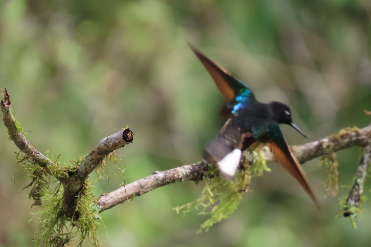 Velvet-purple Coronet - ML646818739