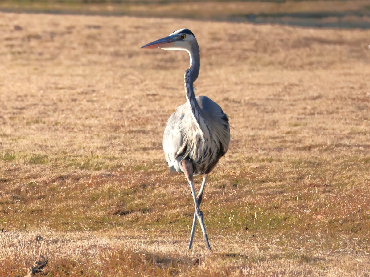 Amerika Gri Balıkçılı - ML646818741