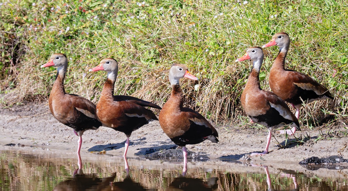 אווזון שחור-בטן - ML646818743