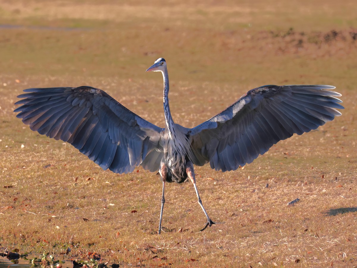 Amerika Gri Balıkçılı - ML646818744