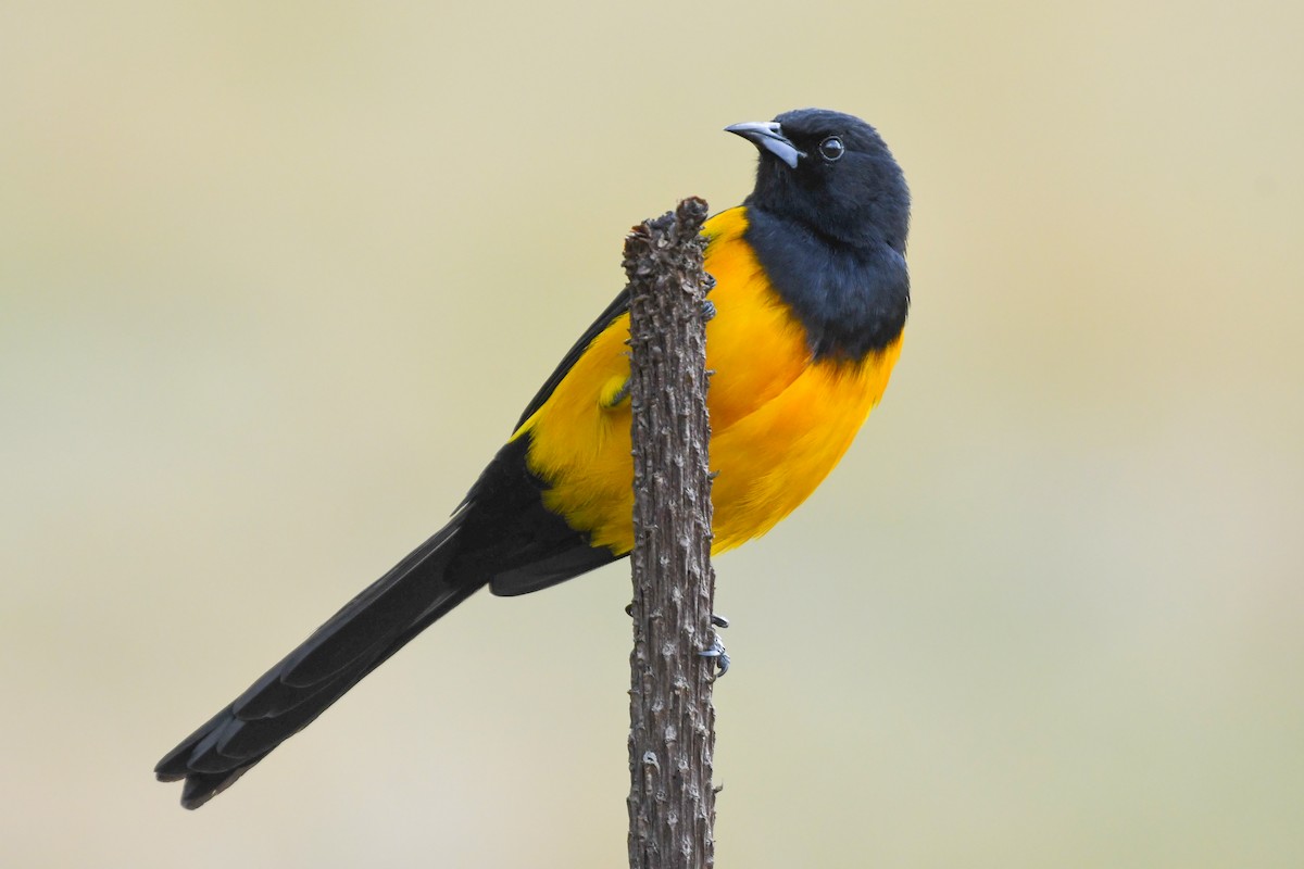 Black-vented Oriole - ML646818746